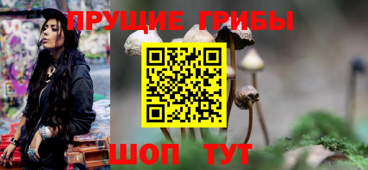 Псилоцибиновые грибы Psilocybe  Вход с VPN  Тавда 